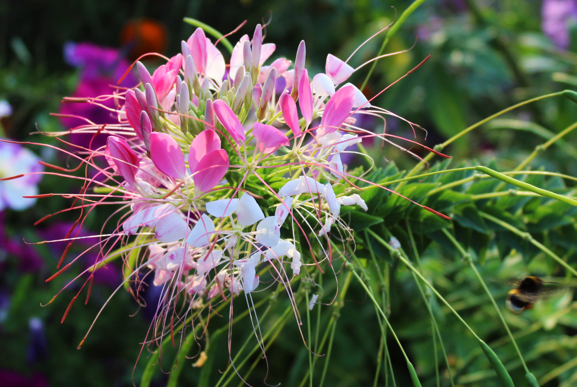 В киевском ботсаду началось роскошное цветение: завораживающие фото