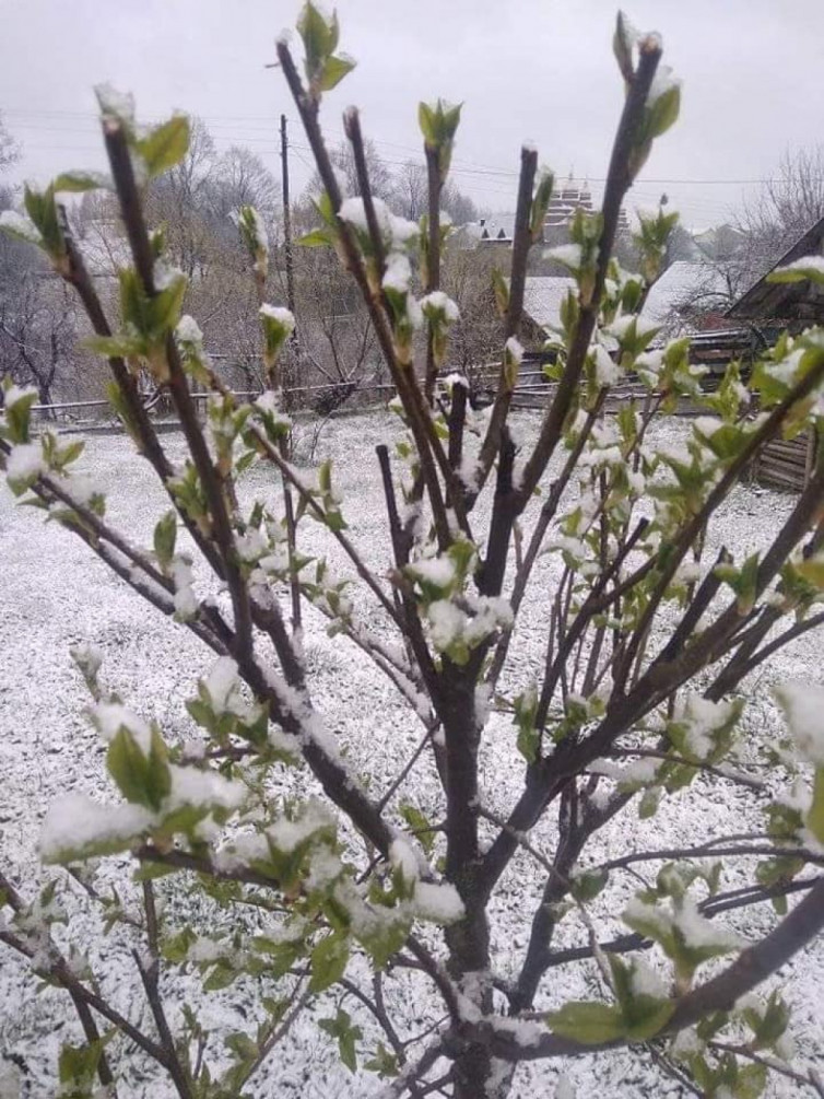 Львів замело снігом, а температура +1: шокуючі фото і відео
