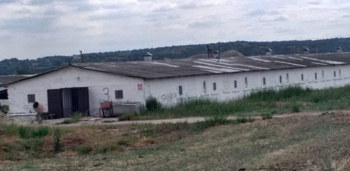 Вынес чуть ли не всю ферму: под Киевом поймали наглого похитителя поросят