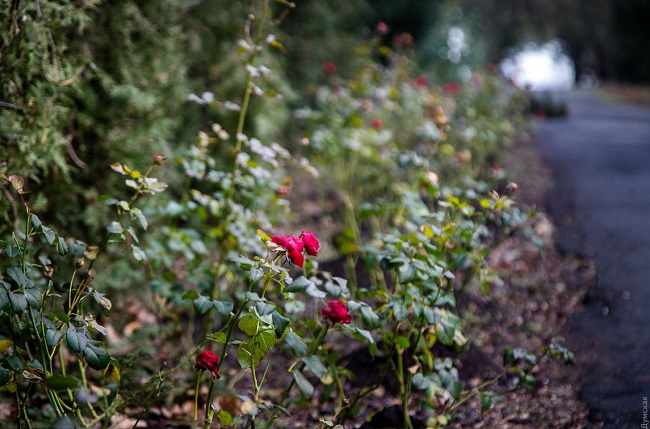 В Одесі через аномальну зиму розквітнув сад: фантастичні фото