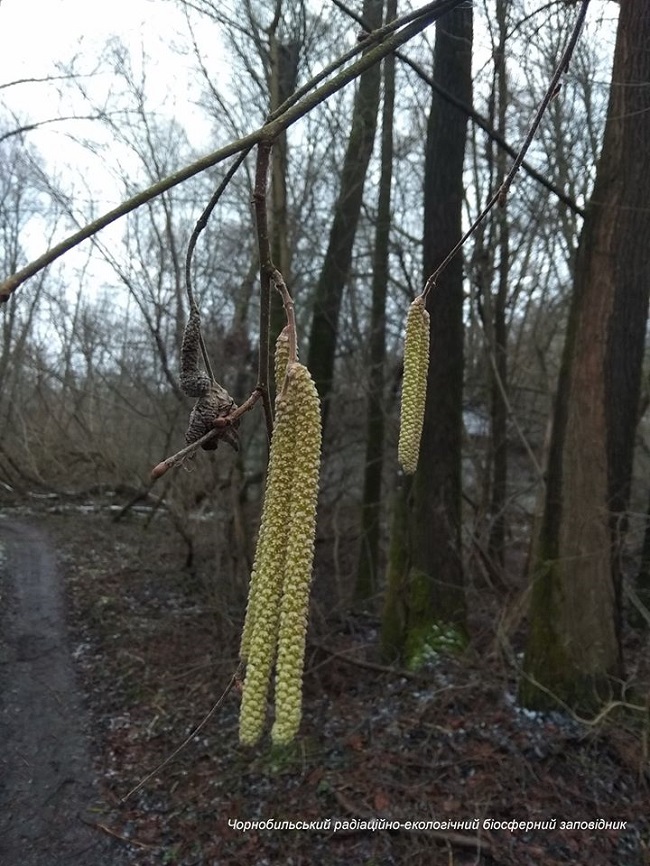 Аномальная зима в Чернобыле: новые впечатляющие фото оживающей природы