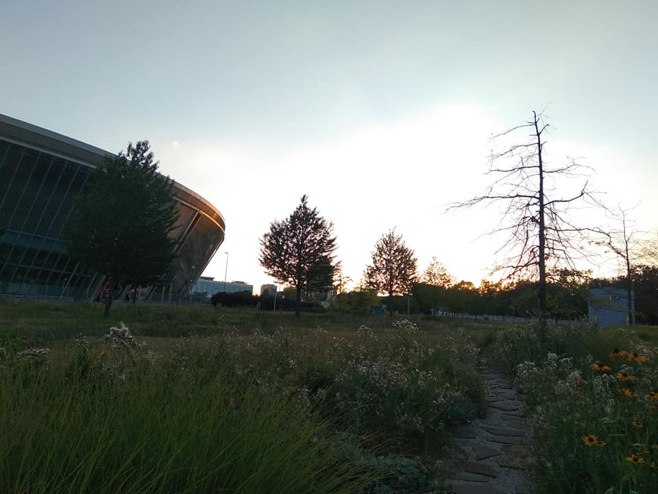 Куча диких собак и сорняки: появились ужасающие фото Донбасс-Арены