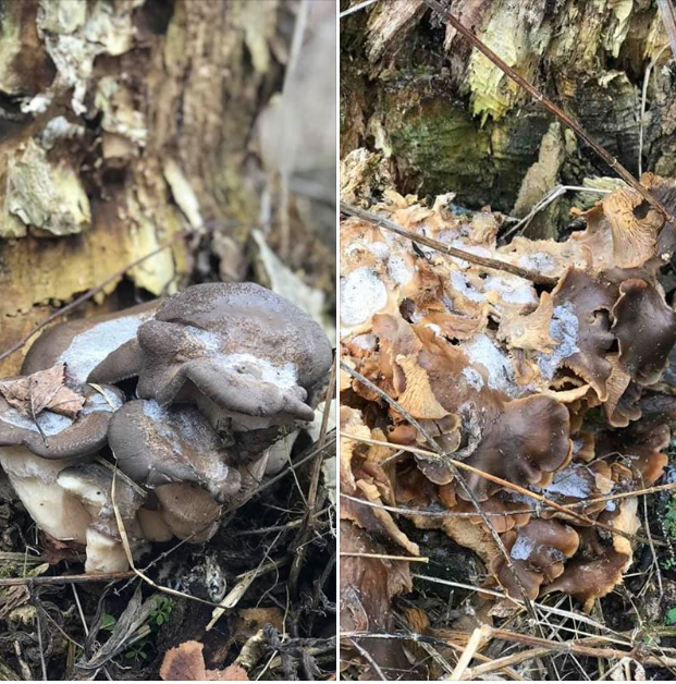 Аномальна зима в Україні: у мережі знову з'явилися дивовижні докази