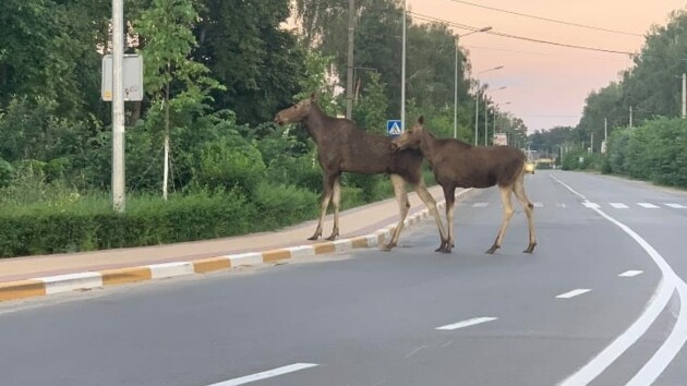 Під Києвом помічені рідкісні &quot;червонокнижні&quot; тварини: ходять по одному маршруту (фото)