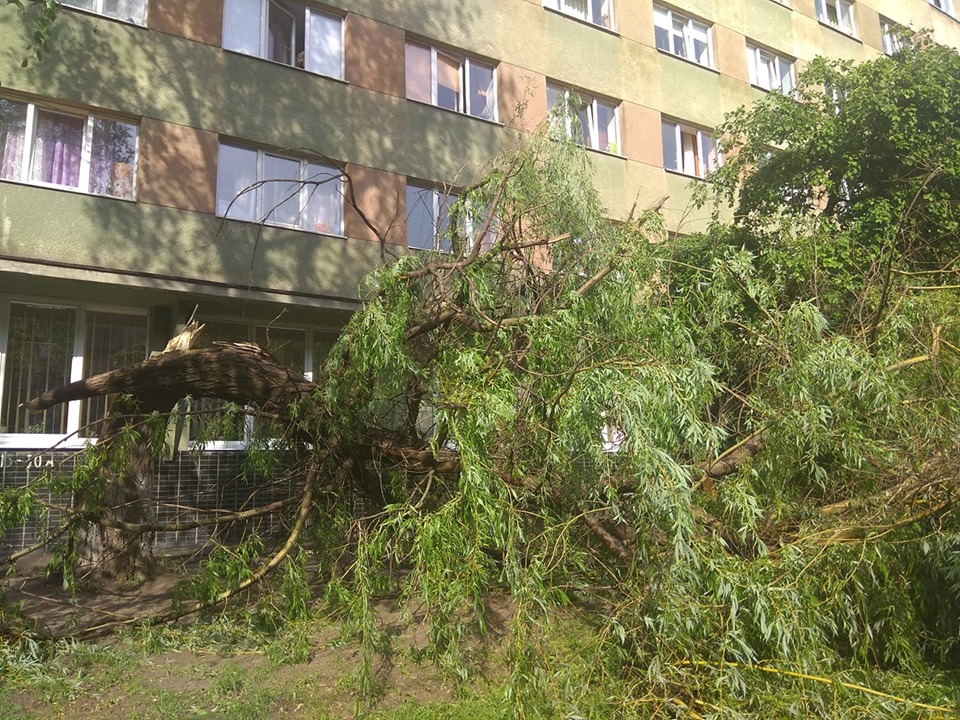Поваленные деревья и крупный град: во Львове снова бушевала стихия