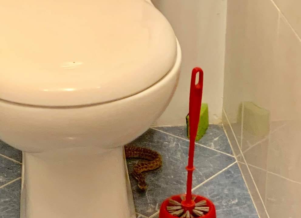 Заползла в квартиру: в Одессе на фото и видео зафиксировали активность змей