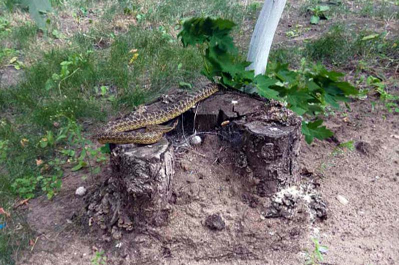 У Дніпрі біля будинку зловили величезну змію: вона страшенно налякала людей (фото)