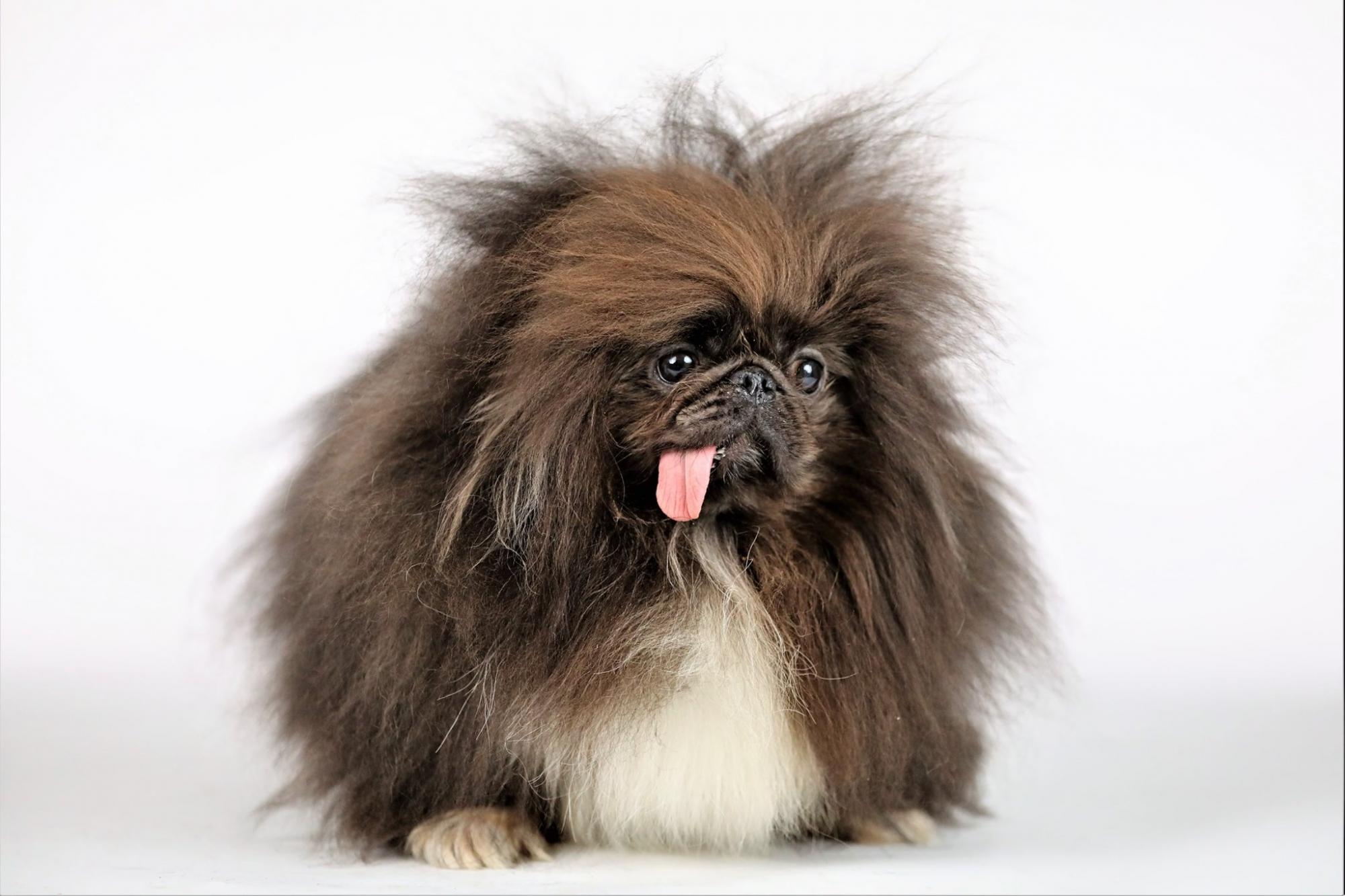 Выбрана самая уродливая собака года (фото)