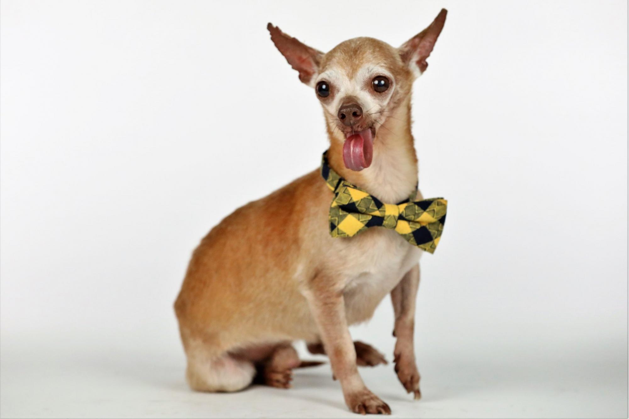 Выбрана самая уродливая собака года (фото)