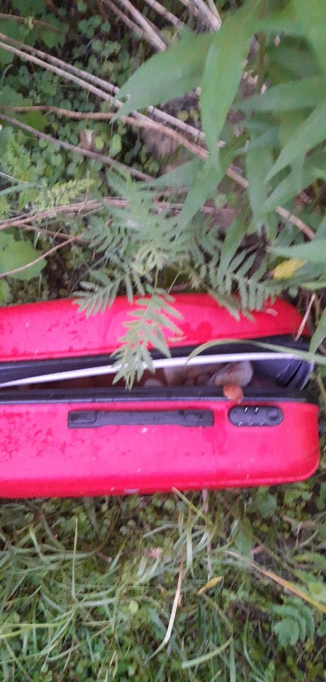 Был сильно избит: новые детали о найденном в Черновцах ребенке в чемодане