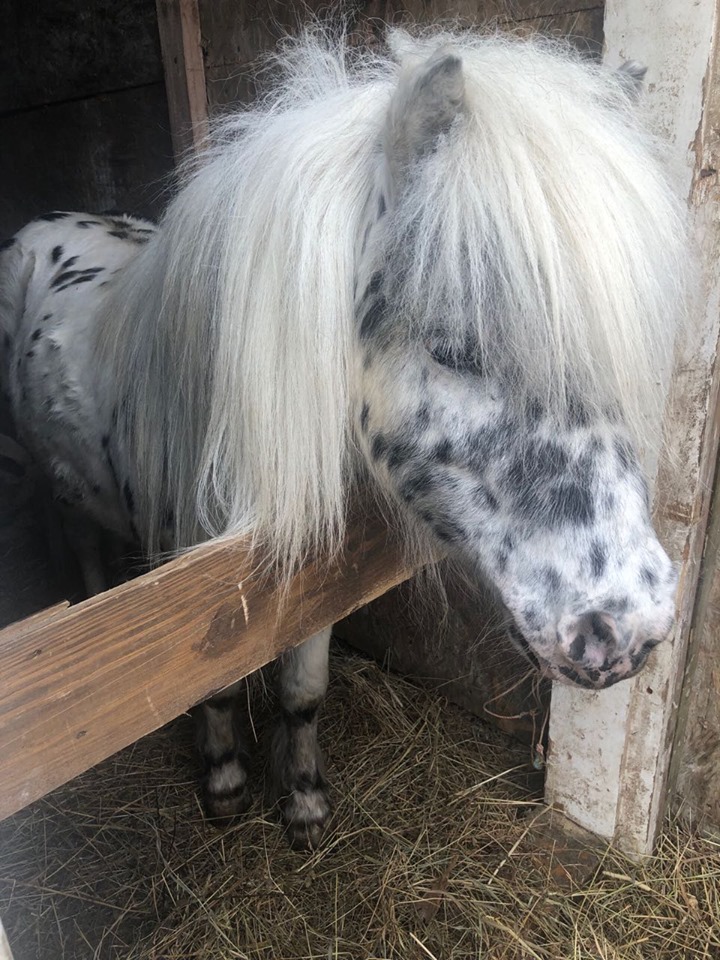 У Карпатах турист побив поні: неадекват накинувся на мирну тварину з кулаками