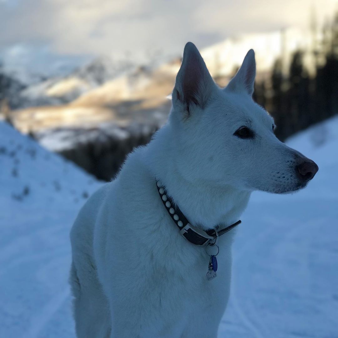 Совершенна: полуобнаженная Ирина Шейк блистает в новой съемке