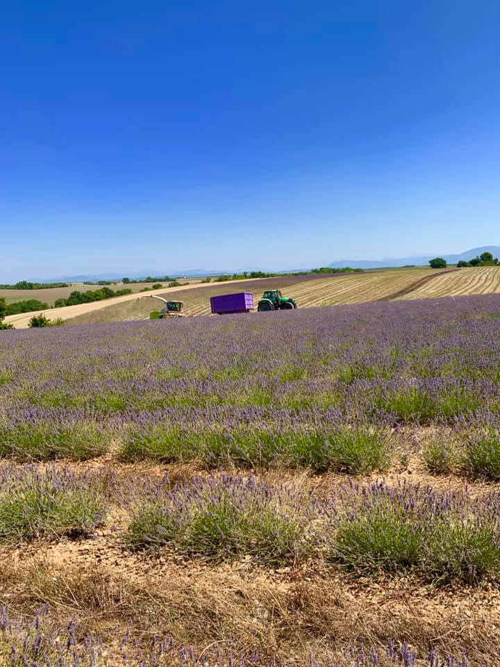 Горы, виноград, лаванда: Луценко показал, где провел отпуск
