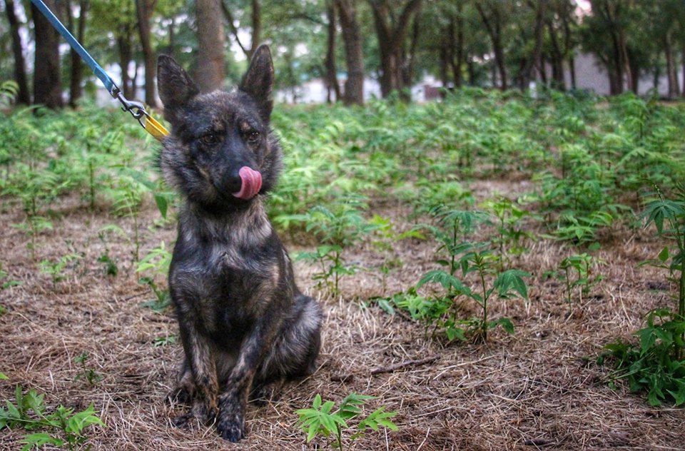 &quot;Пушистого&quot; друга украинских моряков вырвали из российского плена (фото)
