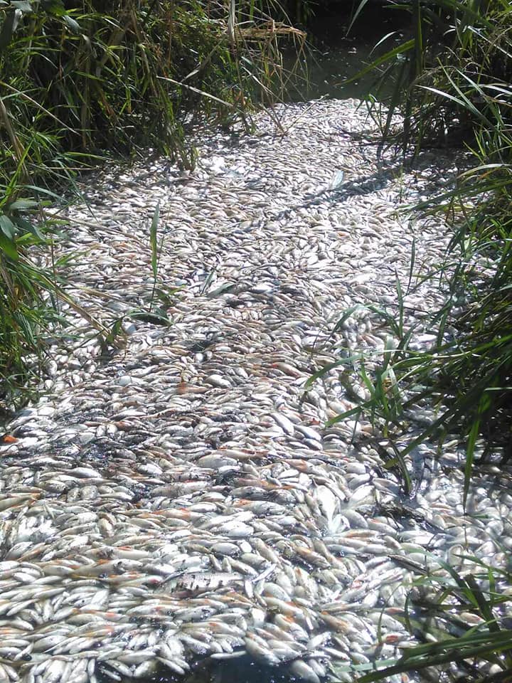 Екологічна катастрофа в Харкові: екологи в паніці через мор риби