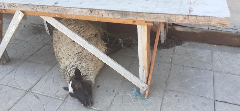 На київському ринку побачили замучену тварину: в мережі переполох