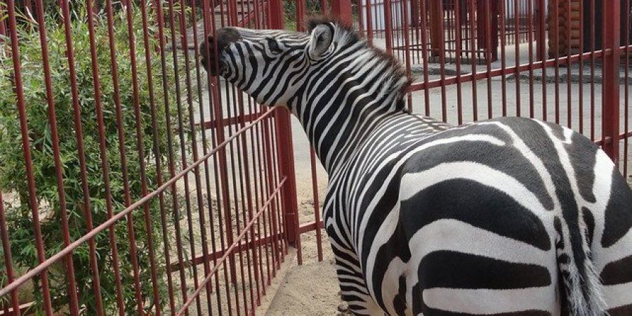 Ловити небезпечно: по Харкову розгулює зебра, яка втекла з екопарку