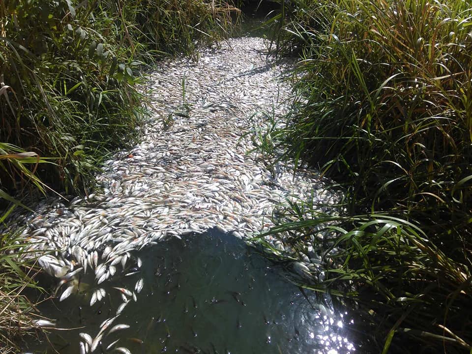 Экологическая катастрофа в Харькове: экологи в панике из-за мора рыбы