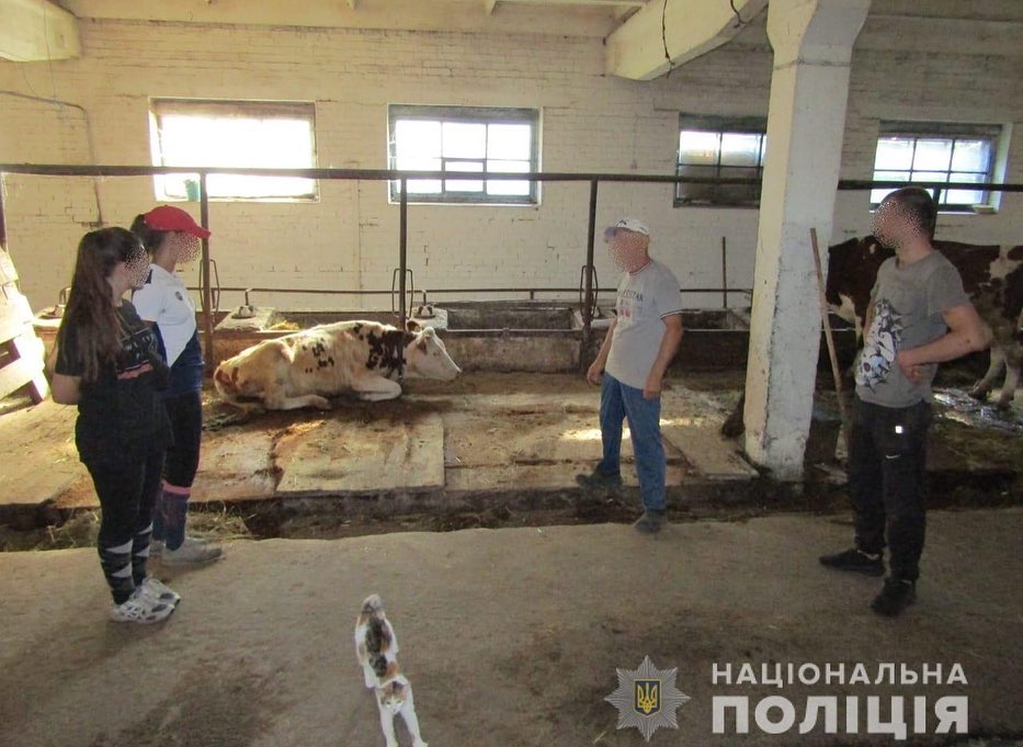 Під Києвом горе-розбійник вирішив викрасти корову: що вийшло (фото)