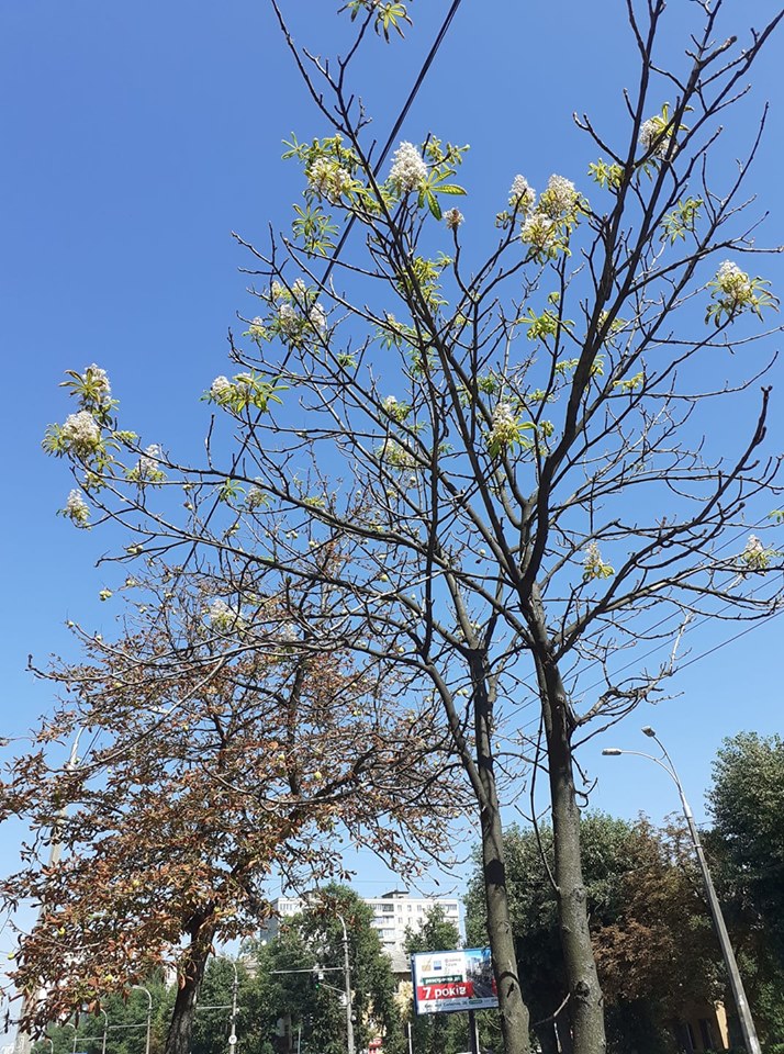 Весна летом: в Киеве вновь зацвели каштаны (фото)