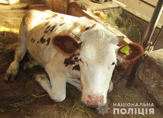 Під Києвом горе-розбійник вирішив викрасти корову: що вийшло (фото)