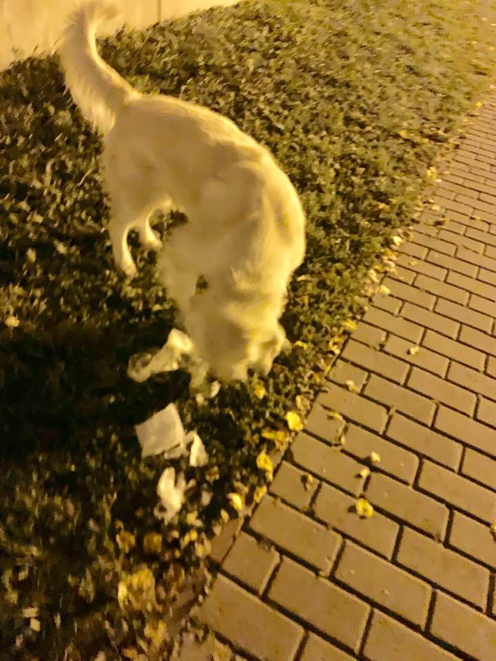 Під будівлею ГПУ в Києві влаштували &quot;гадючник&quot;: у мережу потрапили фото