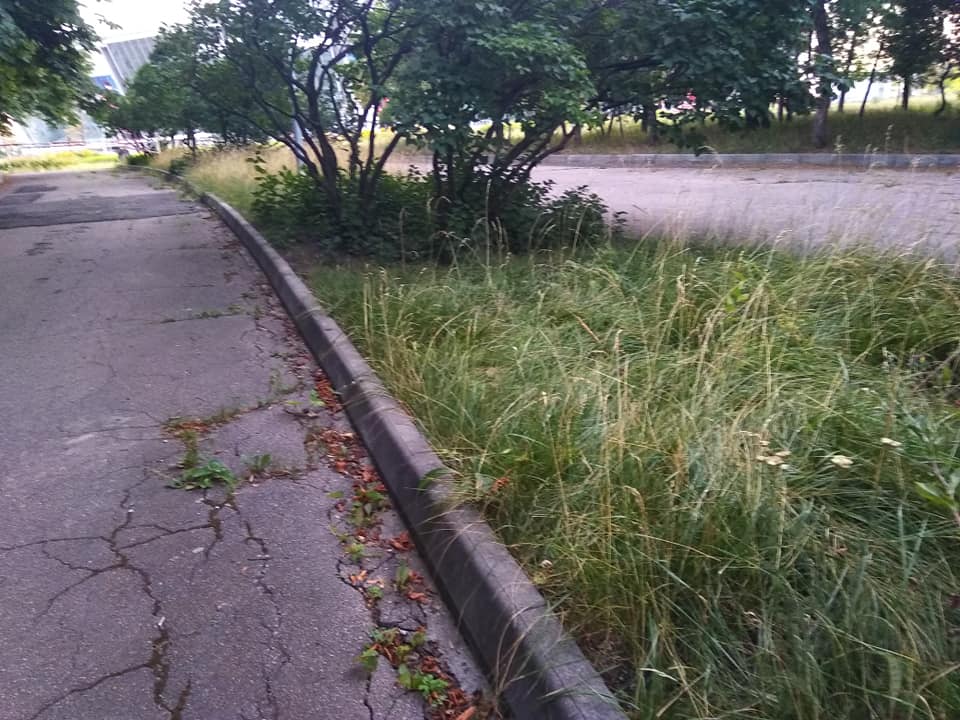 Куча диких собак и сорняки: появились ужасающие фото Донбасс-Арены