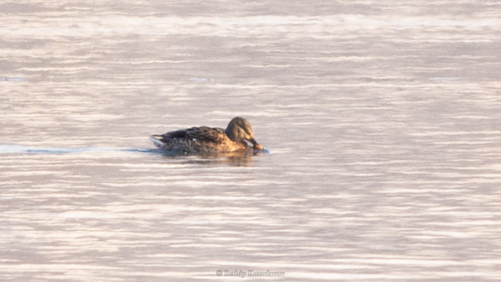 На Хортице ученые обнаружили новый вид птиц (фото)