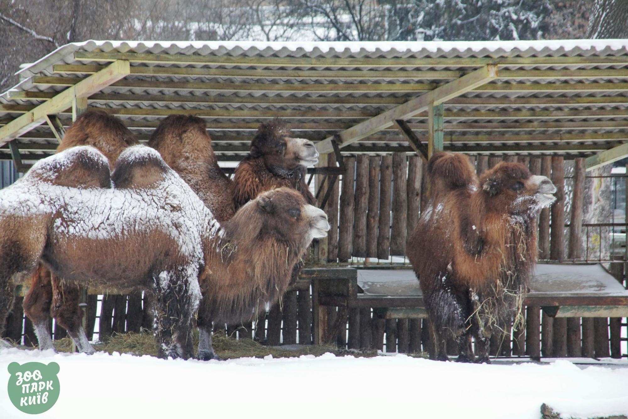 Эти невероятно красивые фото с заснеженного киевского зоопарка поднимут вам настроение