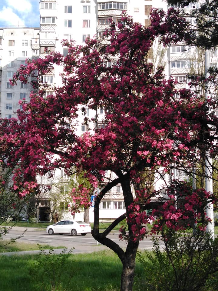 В Киеве зацвела самая длинная аллея сакур Украины: появились красочные фото