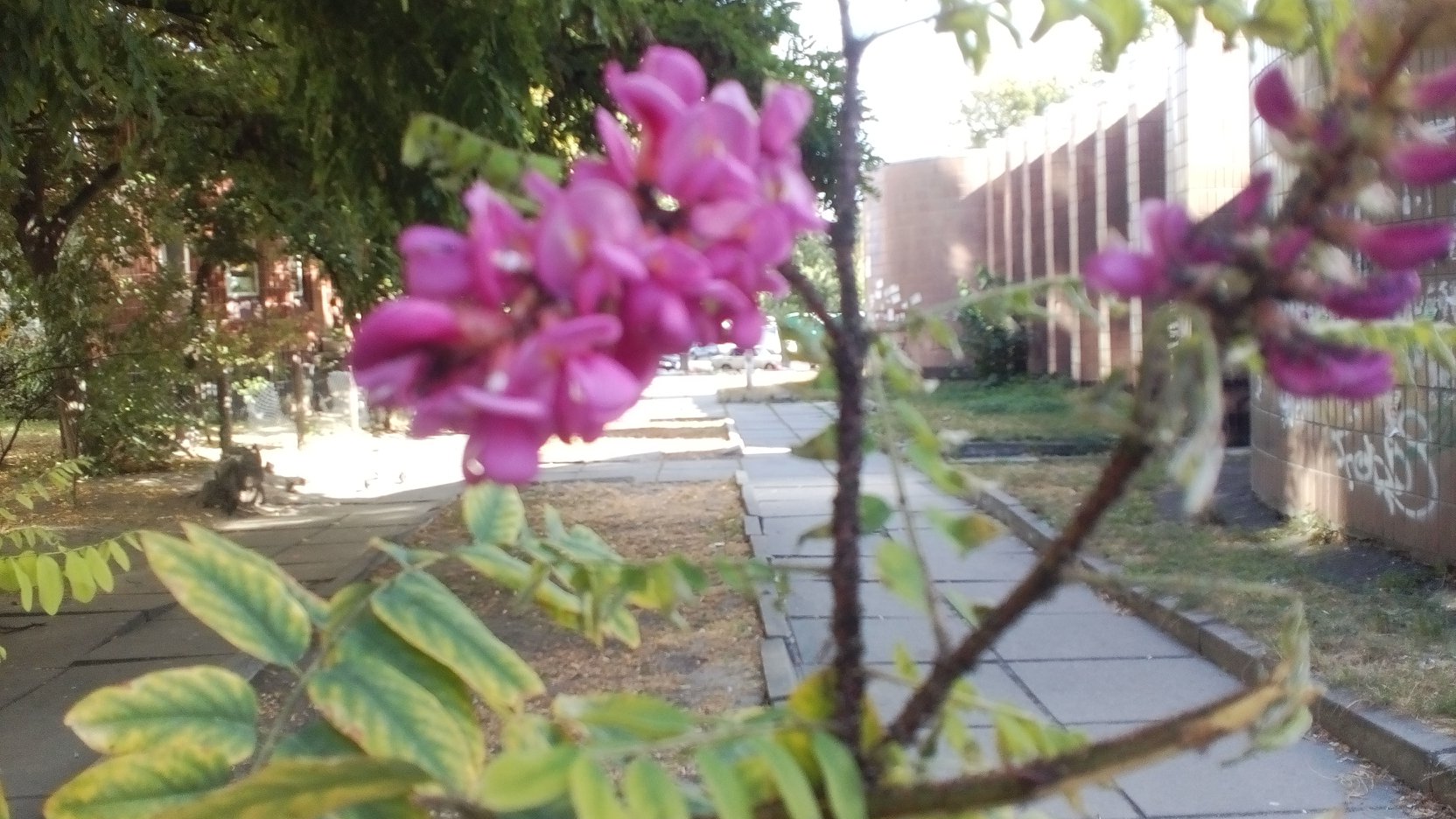 В Киеве внезапно зацвели акации: яркие фото