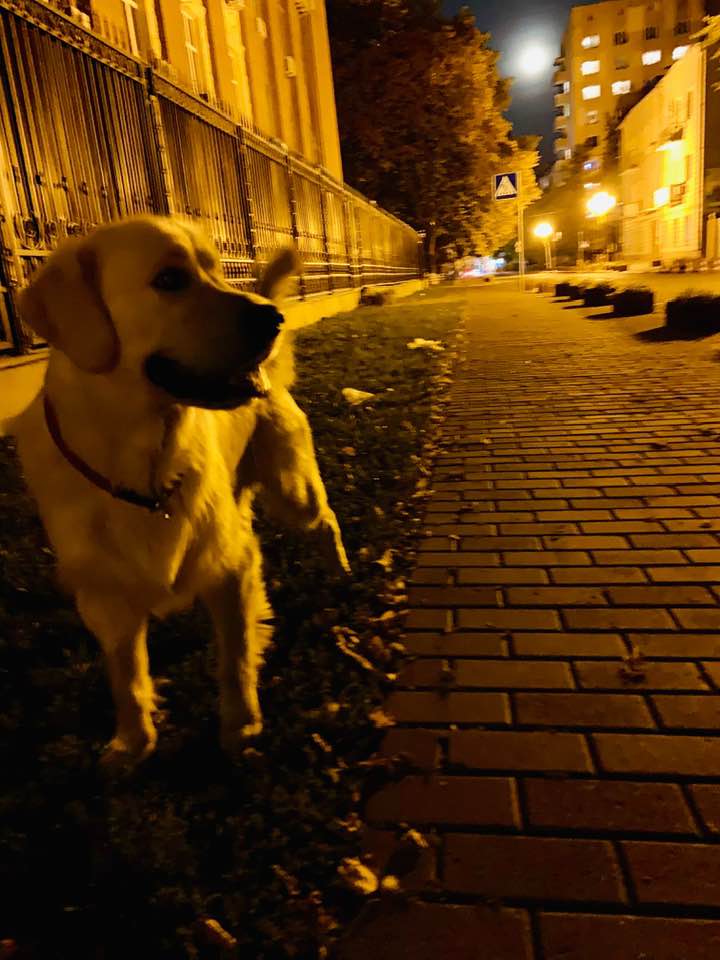 Під будівлею ГПУ в Києві влаштували &quot;гадючник&quot;: у мережу потрапили фото