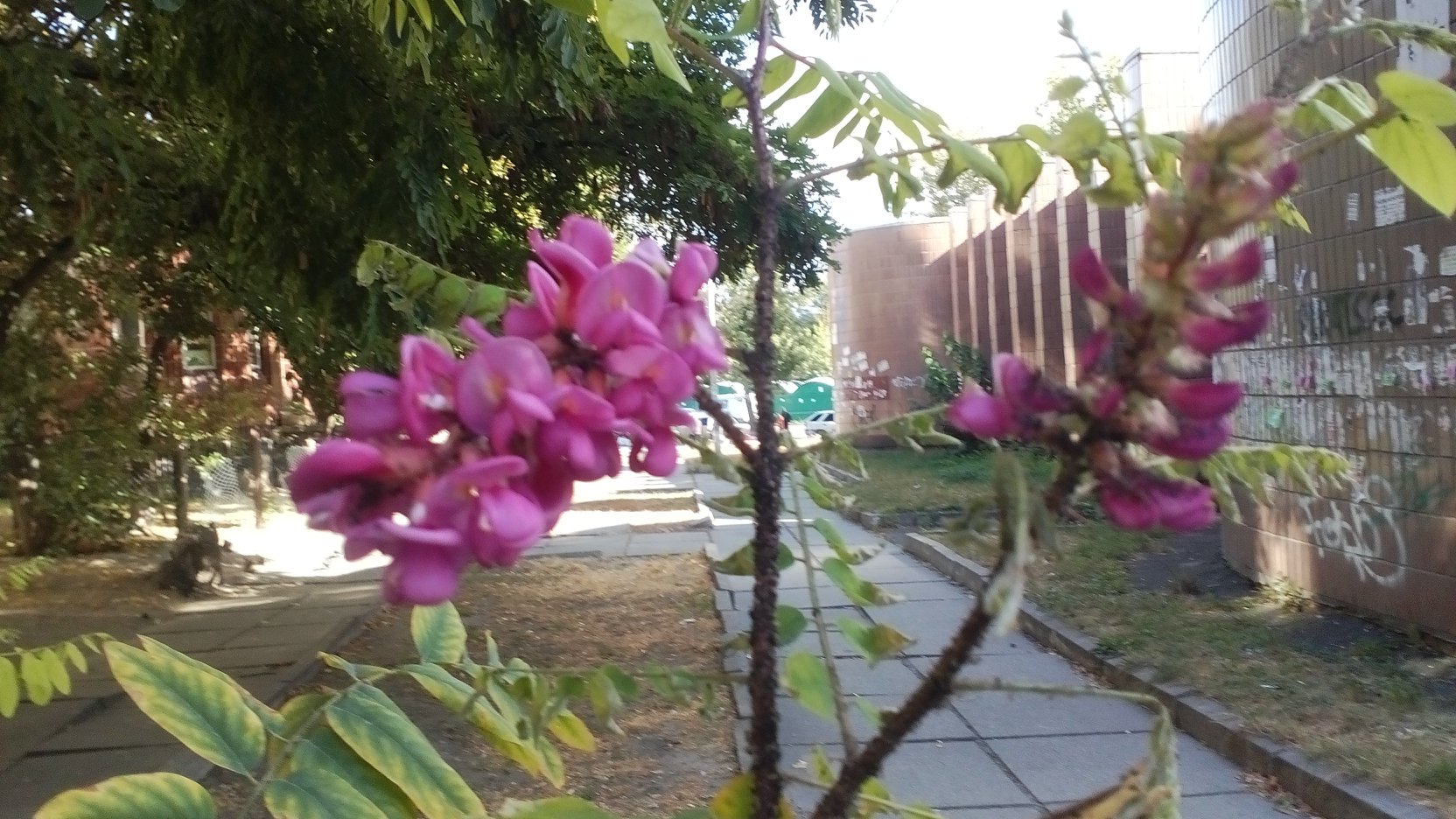 В Киеве внезапно зацвели акации: яркие фото