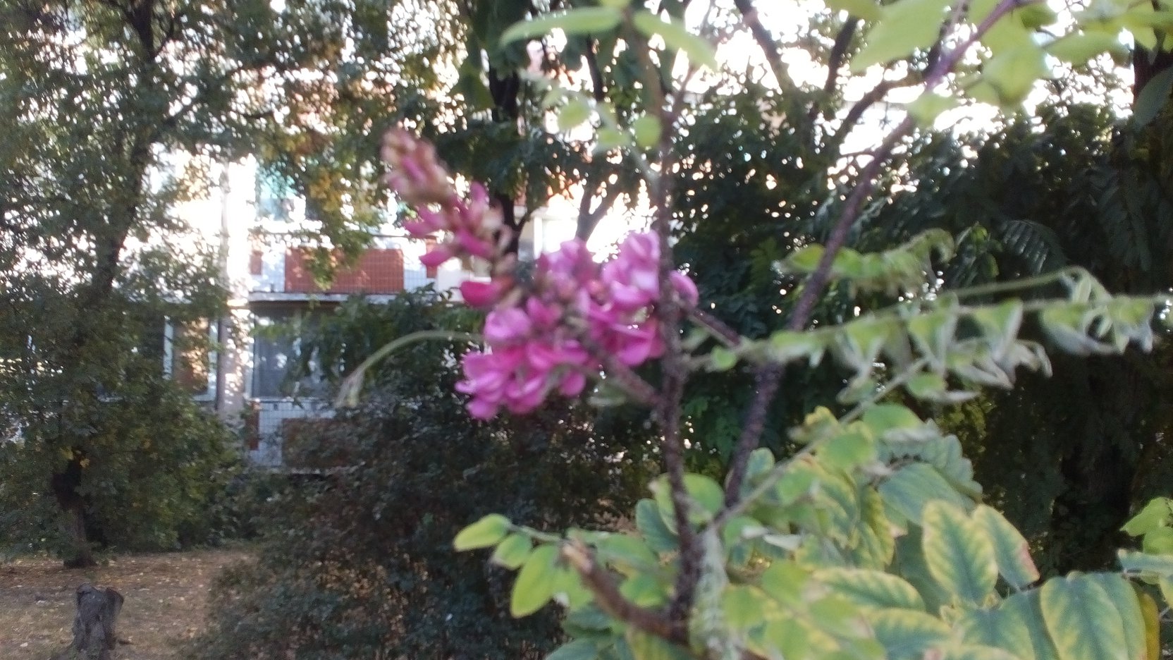 В Киеве внезапно зацвели акации: яркие фото