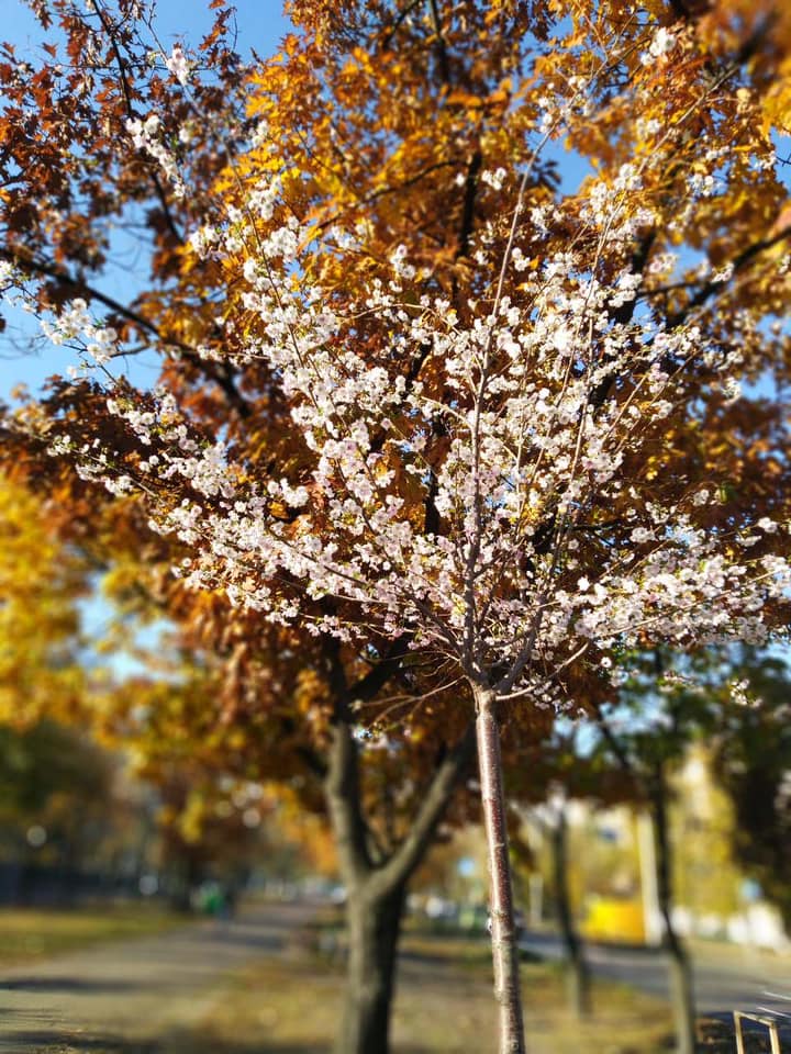 Весна осенью: в Киеве зацвели сакуры (яркие фото)