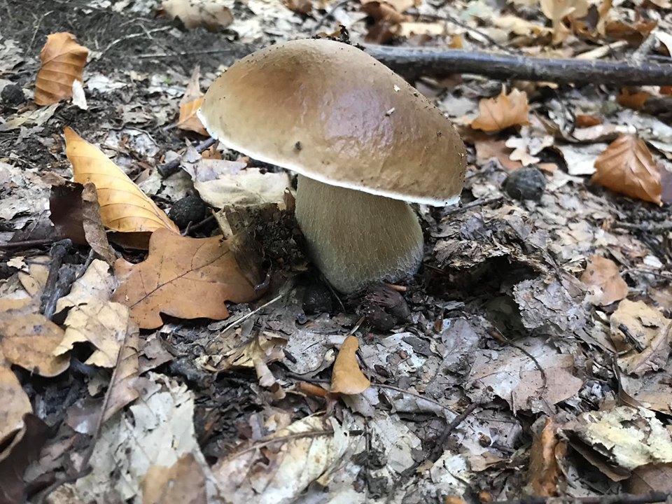 Це моє останнє фото: померла відома українська фотографиня