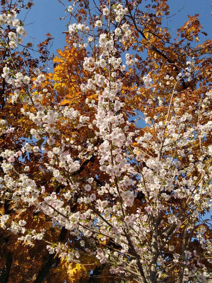 Весна осенью: в Киеве зацвели сакуры (яркие фото)