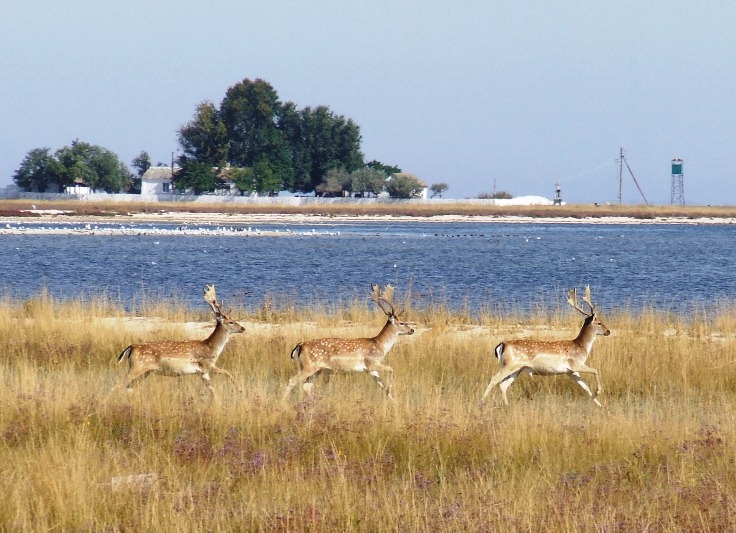 Зеленський їде відпочивати на Азовське море - ЗМІ