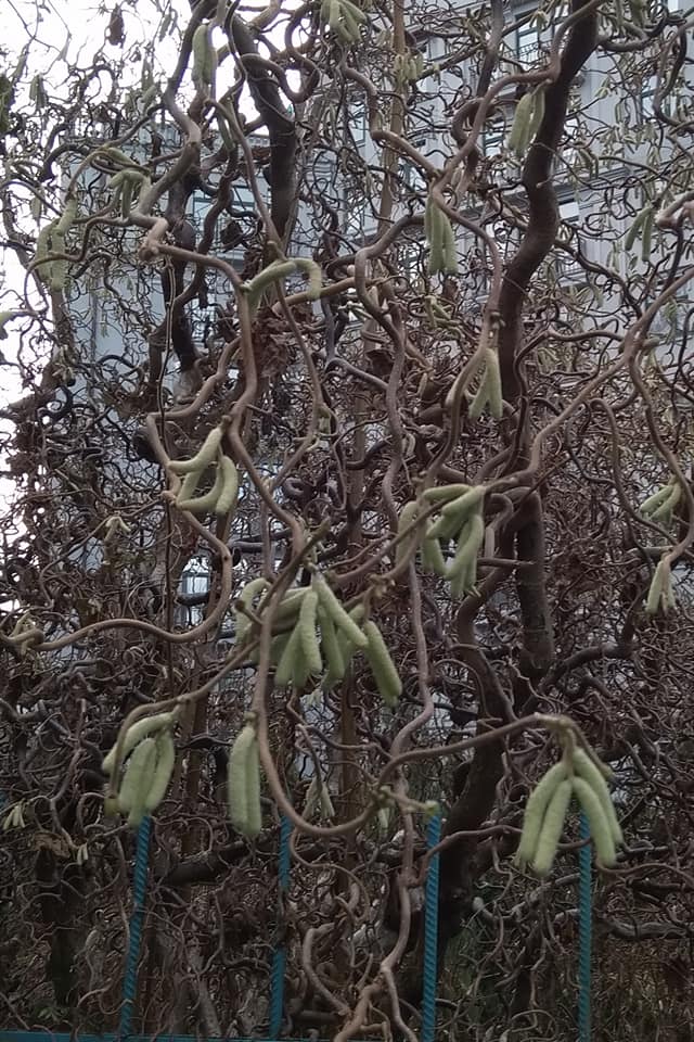 Рекордное потепление привело к аномалии во Львове: впечатляющие фото