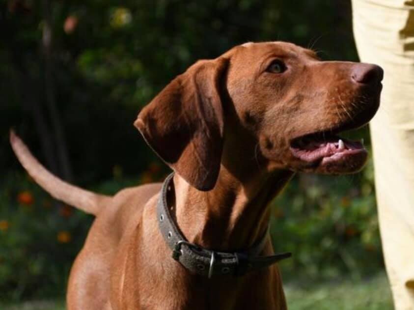 В Киеве пес принес своей хозяйке дорогое кольцо с бриллиантами (фото)