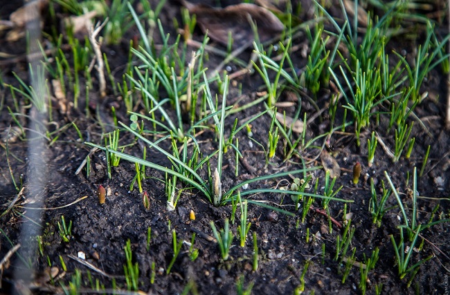 В Одесі через аномальну зиму розквітнув сад: фантастичні фото
