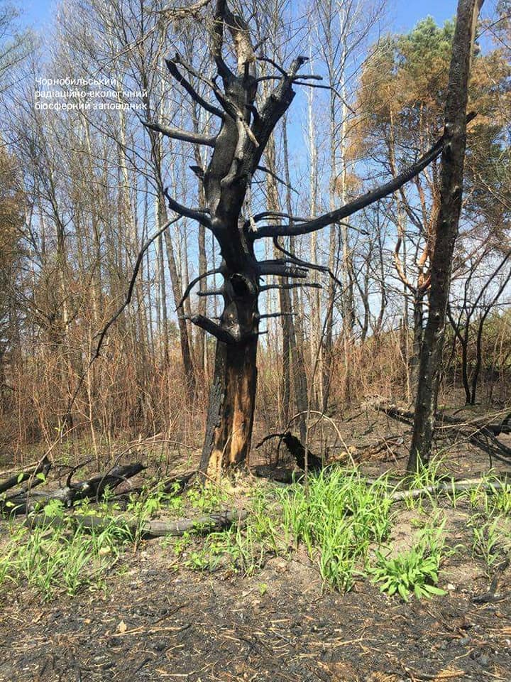 Чорнобильська зона оживає після великої пожежі: з'явилися яскраві фото