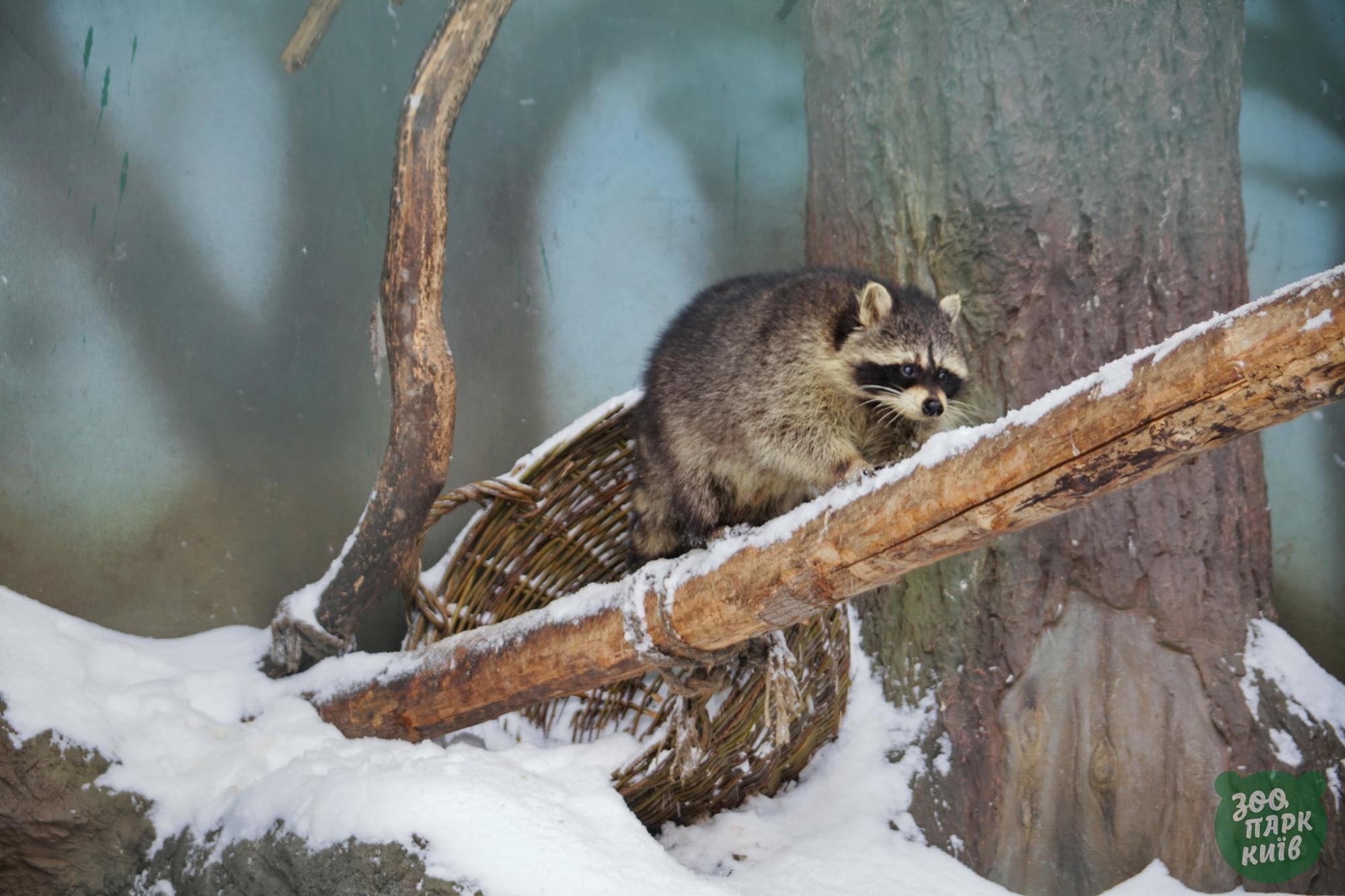 Эти невероятно красивые фото с заснеженного киевского зоопарка поднимут вам настроение