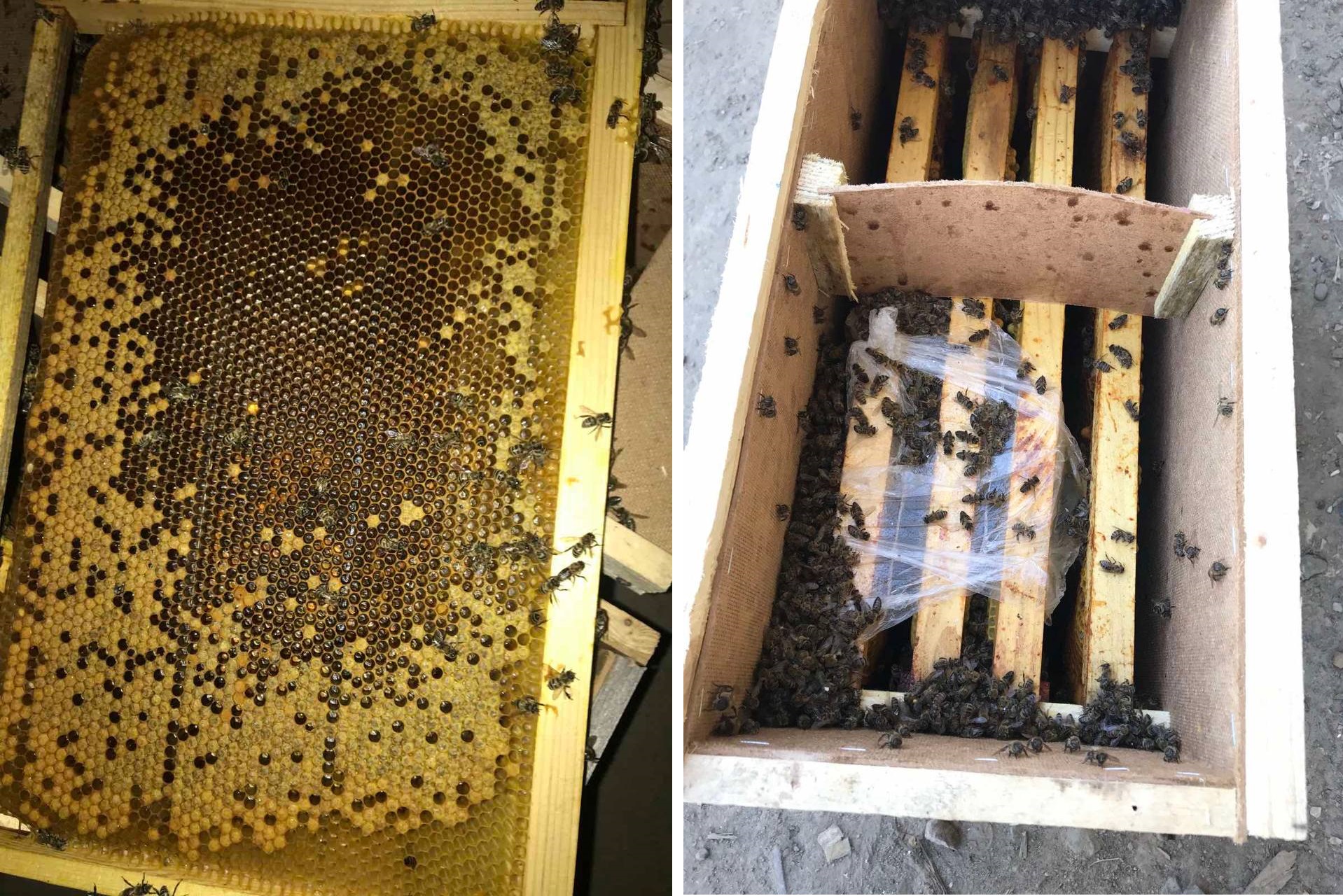 Укрпошта погубила 8 млн бджіл: наслідки халатності показали на фото