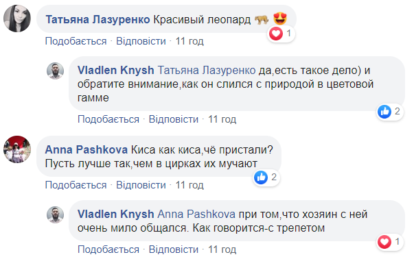 В центре Киева снова заметили леопарда: хищника сняли на видео