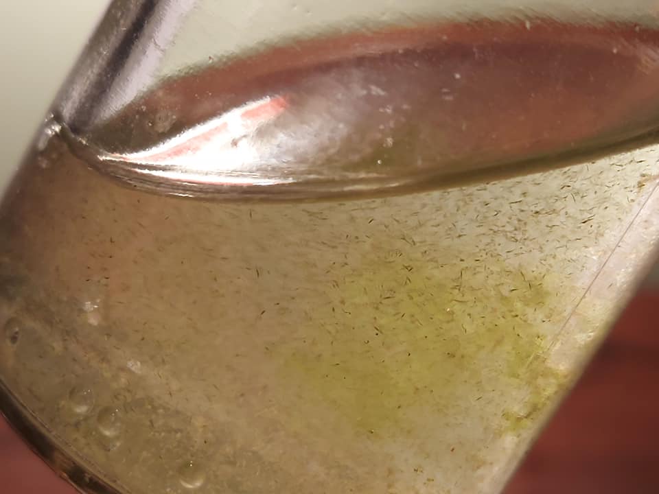 На популярному українському курорті після дощів "зацвіло" море: екологи б'ють на сполох (фото)