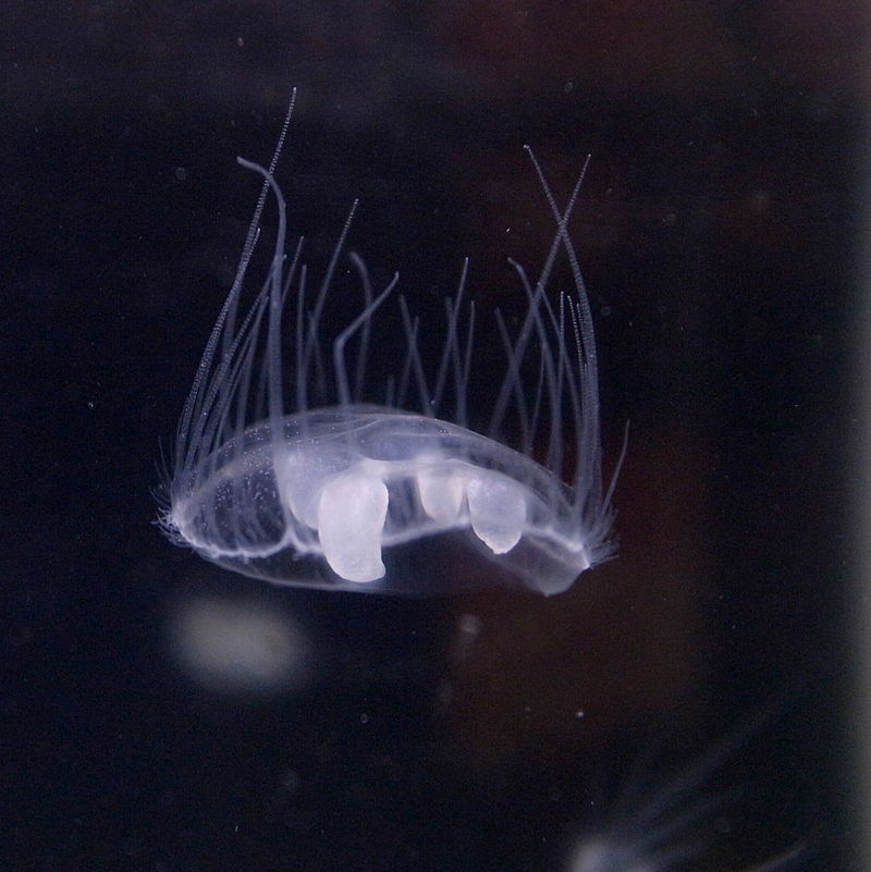 В реке Днепр под Черкассами обнаружили медуз: видео микроскопических жителей