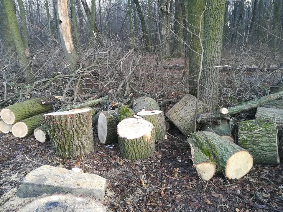 В одном из парков Киева нещадно рубят лес: прошли первые &quot;разборки&quot; (фото)