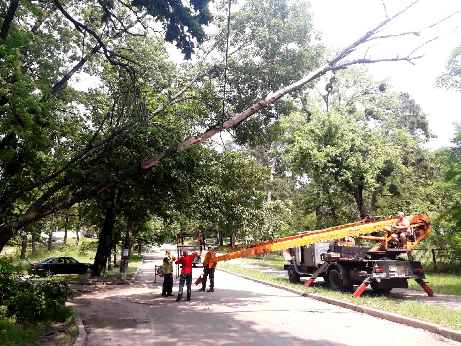 В Киеве сильный ветер повалил деревья в трех районах: фото последствий стихии