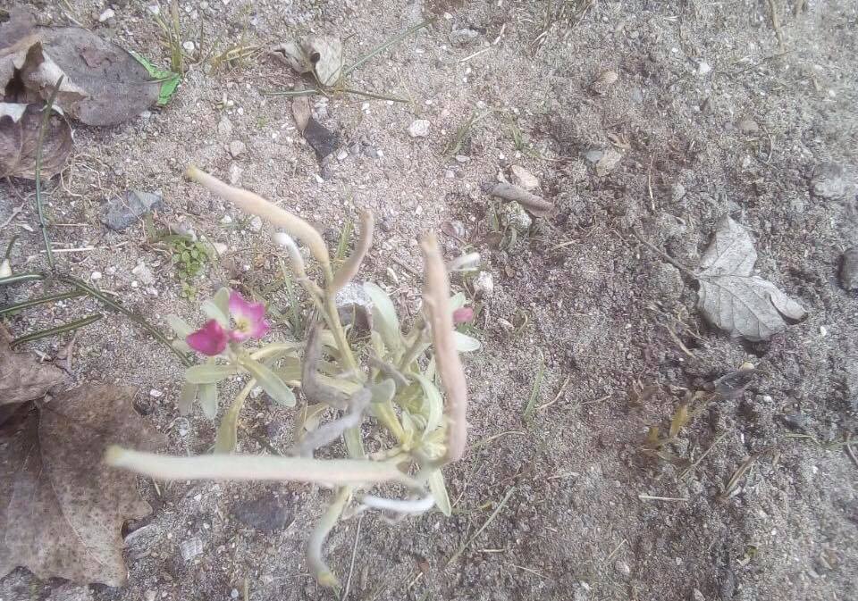 Аномальна зима в Україні: у мережі знову з'явилися дивовижні докази